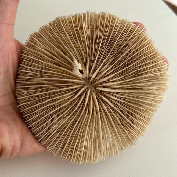 Mushroom Coral Beachy Decor - Picture 3 of 7